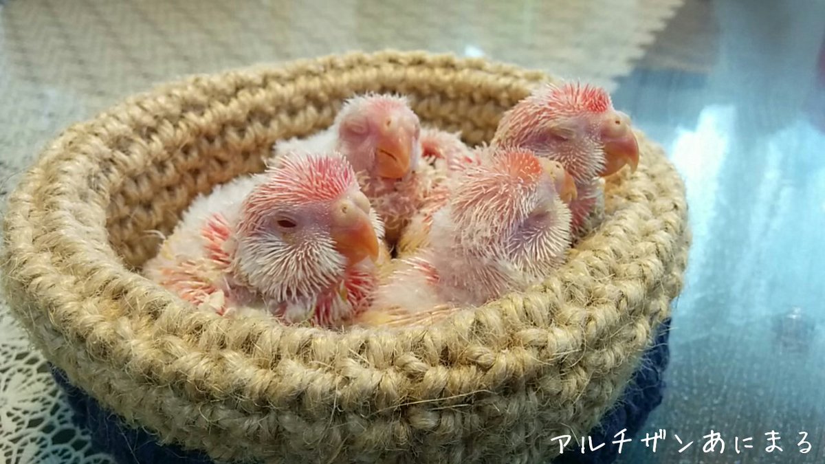 Artisan Animal ブログ更新しました アキクサインコ巣上げしました ピンクの塊たまらんです W T Co 1wqqc1oddh アキクサインコ インコブリーダー インコ販売 手乗りインコ アルチザンあにまる T Co Mjchchym2e Artisan Animal ブログ更新しました アキクサインコ巣上げしました ピンクの塊たまらんです W T Co 1wqqc1oddh アキクサインコ インコブリーダー インコ販売 手乗りインコ アルチザンあにまる T Co Mjchchym2e