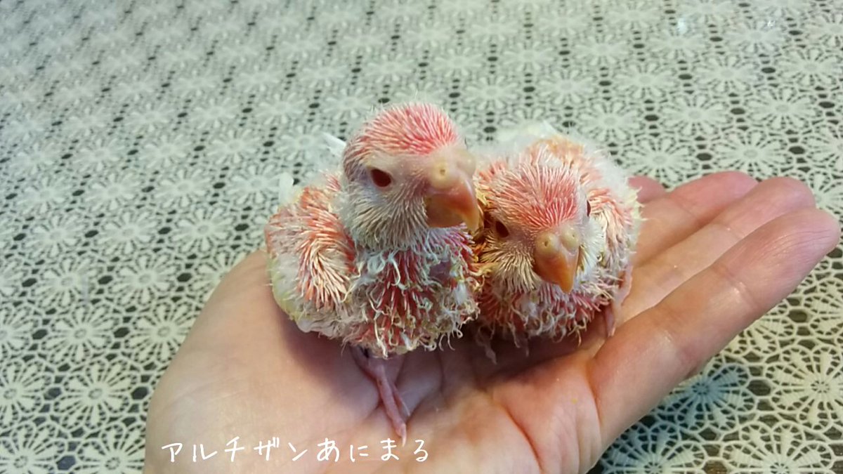 インコブリーダー