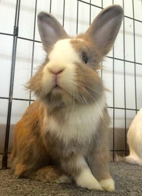 lionhead dutch rabbit