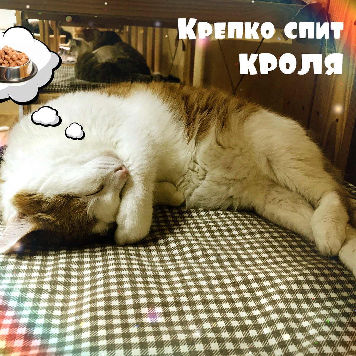 Malenkie_dryzia's tweet image. #помощьбездомнымживотным #котики #приютдляживотных #снежинск #кошки #мурмур #любителикошек
Не забывайте подписываться на наш YouTube канал!!