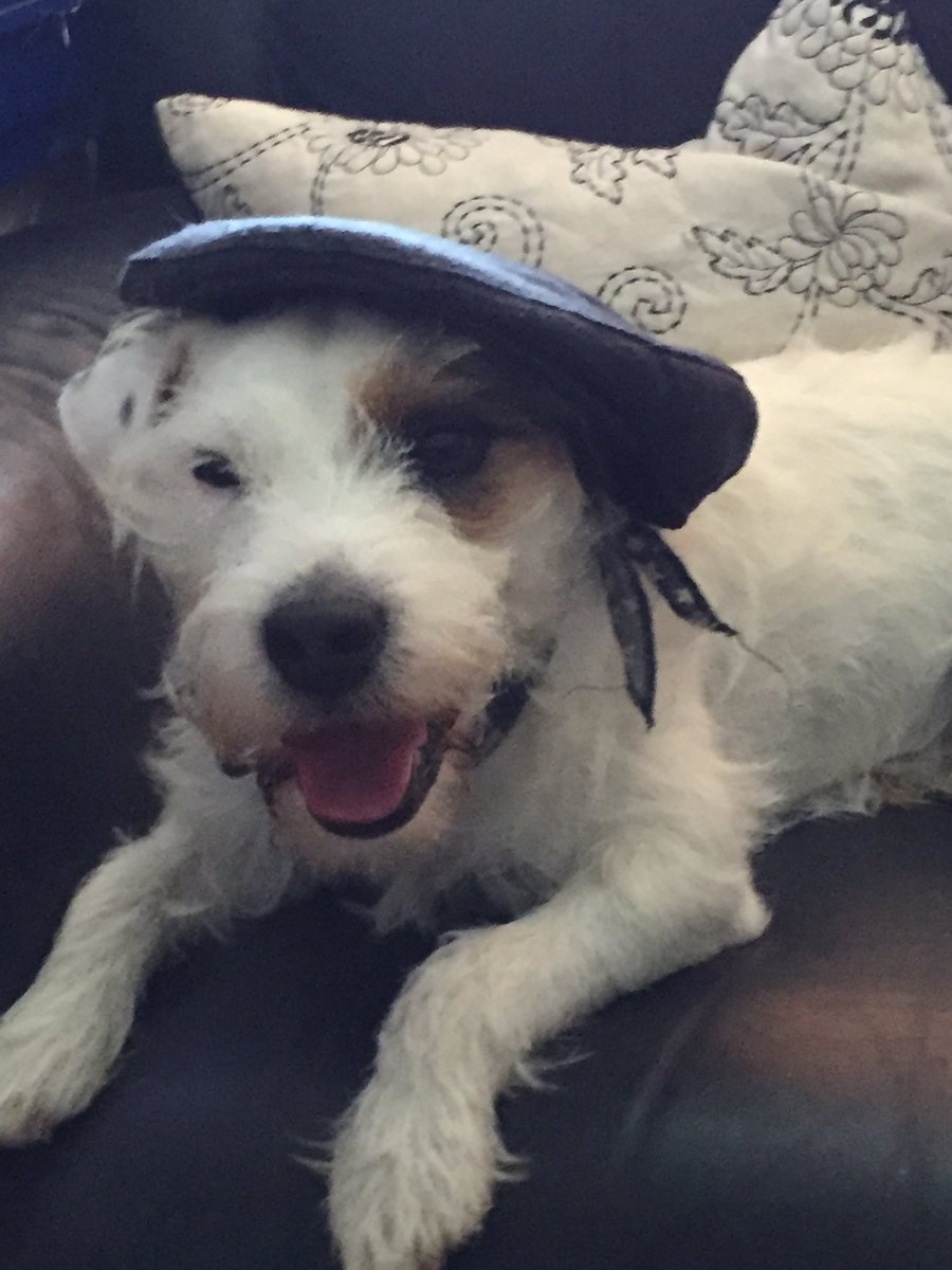 cazm4's tweet photo. Beautiful Rascal wearing his Dad's bannet 😍😂🐾💙 #andycap #jrt #countrydog #cutenessoverload #dogsarejoy #handsomepooch https://t.co/fyVzKwlDx5