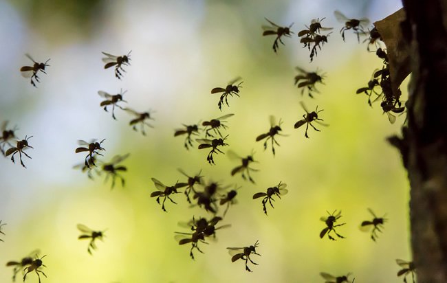 Title says it all :) -> Enter The Hornets’ Nest – Exploring The Wild Google Algorithm Volatility In The Fall of 2017 glennga.be/2gggp1J