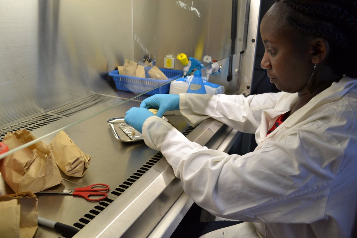 Foodgrains's tweet photo. On International Day for the Eradication of Poverty, read how agricultural research reduces poverty https://t.co/PvtxH7aPCG #Aid4Ag https://t.co/xTSD6khBFg