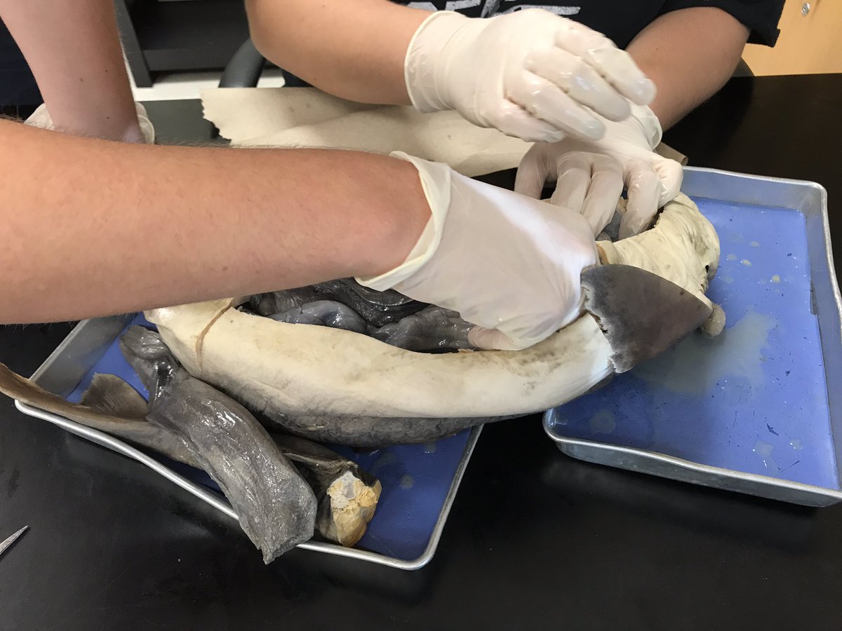 MrHinkleBio's tweet photo. Shark dissections! https://t.co/qFLrtOoG6i