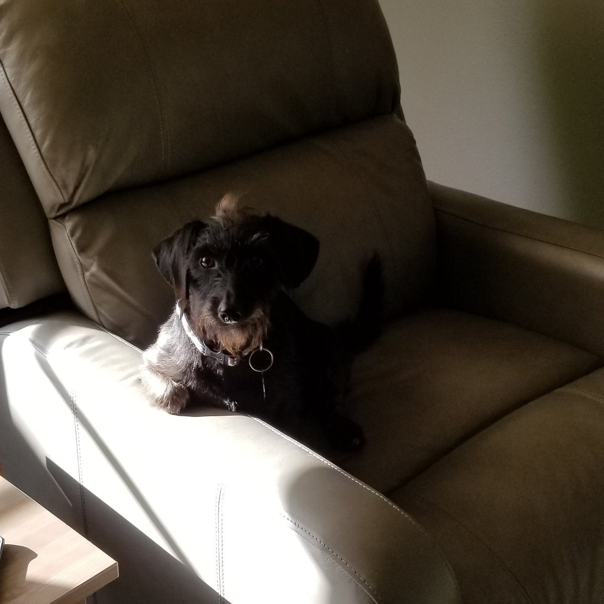 CriderCrew's tweet photo. This is how Opie cleans house like a boss!!! More like watching momma. #cleaning #dogs  #doxie #doxiemix #adoptdontshop #LikeABoss https://t.co/VMCjdZG1Ke
