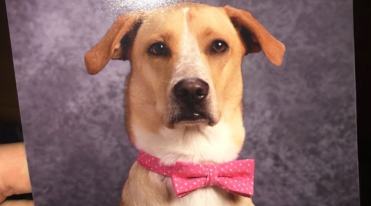 School therapy dog gets own yearbook photo bit.ly/2x2rlHc?source… https://t.co/dPABMvsOZT