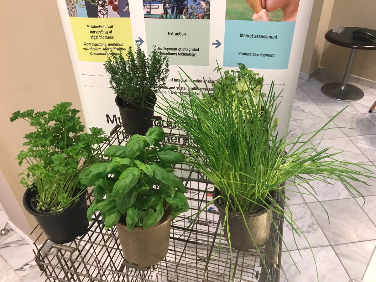 miraclesproject's tweet photo. @miraclesproject products, @algae4EU #thecropofthefuture https://t.co/wQfHp5faDj