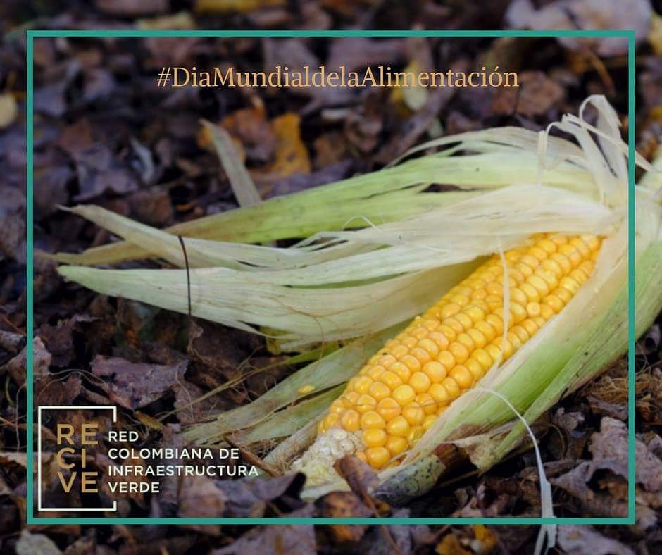 Reciveorg's tweet photo. #DiaMundialDeLaAlimentacion y #Recive se une a este trabajo por #HambreCero equidad en la #AlimentacionSaludable en el Mundo https://t.co/jjkYsMVYv8