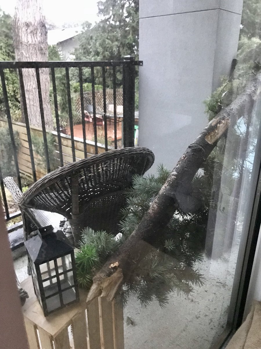 house_finlay's tweet photo. on my birthday I get to use a chain saw &amp; cut a limb that almost fell through the deck window, it spans the sidewalk to the Neighbours shed https://t.co/AdY8BaZrPD