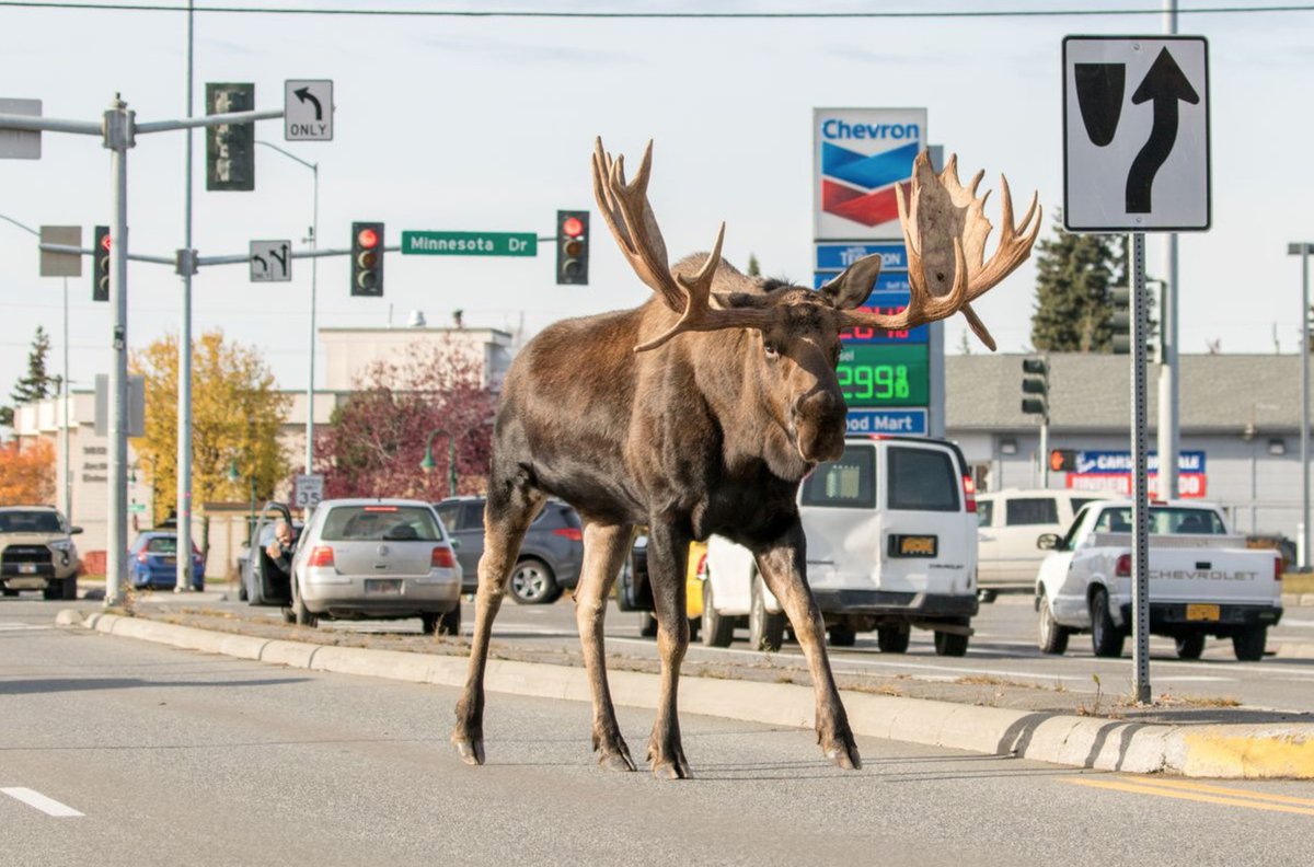 adndotcom's tweet photo. Contributor Doug Lindstrand captured this scene in Spenard on Sunday. See more of our favorite October photos https://t.co/jGctRxGiiz https://t.co/YFJZkq62V4