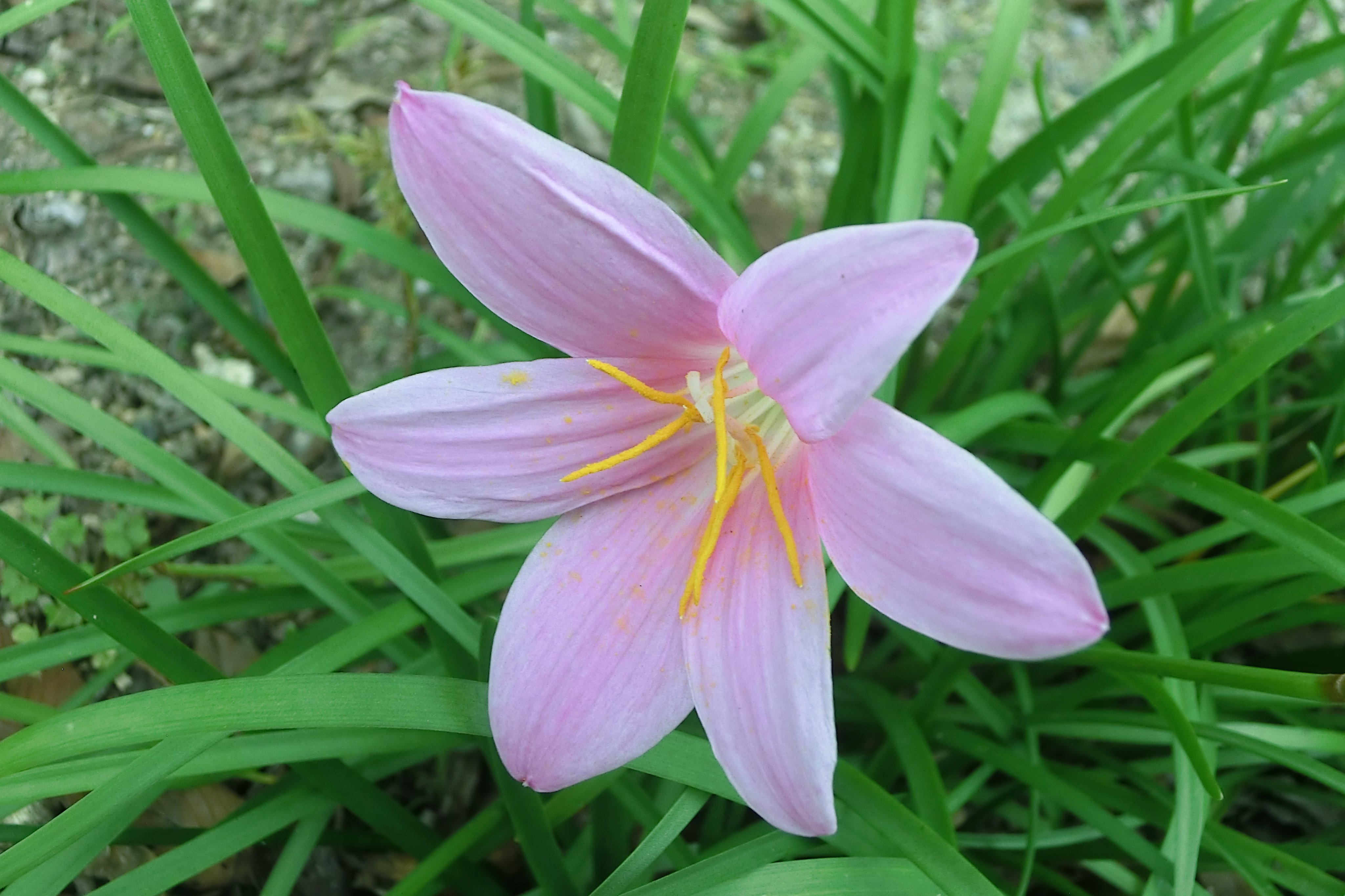 のがみ ゆうじ 別の公園の花々 淡いピンクの六弁の花びらが印象的でしたが タマスダレ に似ていると思ったものの名前が分からなかったので調べてみると やはりタマスダレと同じヒガンバナ科の花で ゼフィランサス カリタナと呼ばれる花だと思い