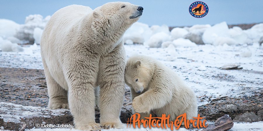 Defenders's tweet image. 2/3 of Americans oppose #ArcticRefuge drilling bc the refuge is vital #wildlife habitat for #polarbears, caribou, migratory birds &amp;amp; more.