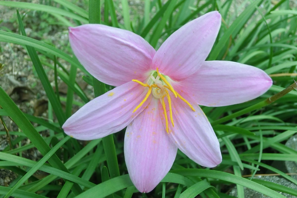 のがみ ゆうじ בטוויטר 別の公園の花々 淡いピンクの六弁の花びらが印象的でしたが タマスダレ に似ていると思ったものの名前が分からなかったので調べてみると やはりタマスダレと同じヒガンバナ科の花で ゼフィランサス カリタナと呼ばれる花だと思います のがみ ゆうじ בטוויטר 別の公園の花々 淡いピンクの六弁の花びらが印象的でしたが タマスダレ に似ていると思ったものの名前が分からなかったので調べてみると やはりタマスダレと同じヒガンバナ科の花で ゼフィランサス カリタナと呼ばれる花だと思います
