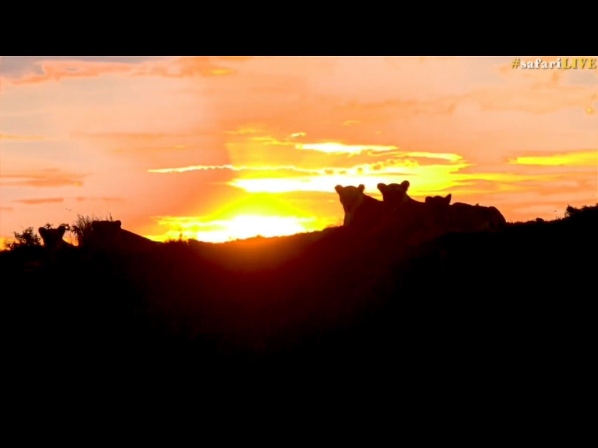 jayneeb63's tweet photo. Just another day in the Mara. #SafariLive @tay_mccurdy https://t.co/OwmbHJvflx