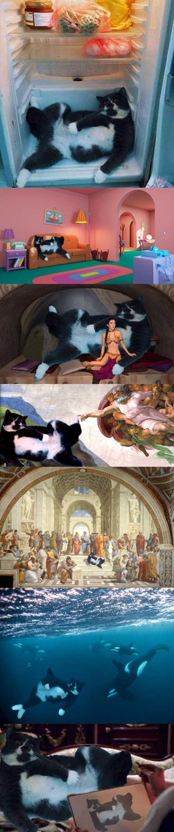 SuperWeirdBoy's tweet photo. #meme #humor #laugh #weird #cat #montaje #photoshop #funny #animals #joke https://t.co/PpLZioFn5E