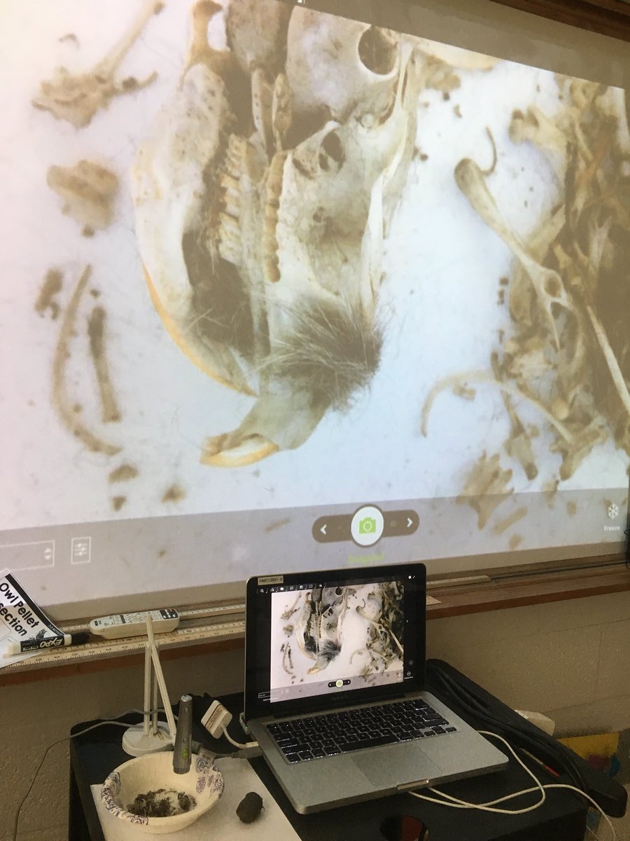 Loving #technology today as we are able to view mouse skulls at ~1000x their actual size! #owlpellets #science #HurleyMiddle 🦉🐀