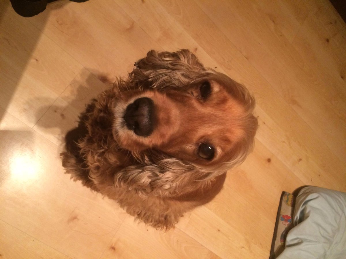 arlet70's tweet image. després d&apos;uns quants any al Twitter gràcies al curs  #comp2pdm m&apos;he decidit a posar-me una foto de perfil😅😅😅😅😅