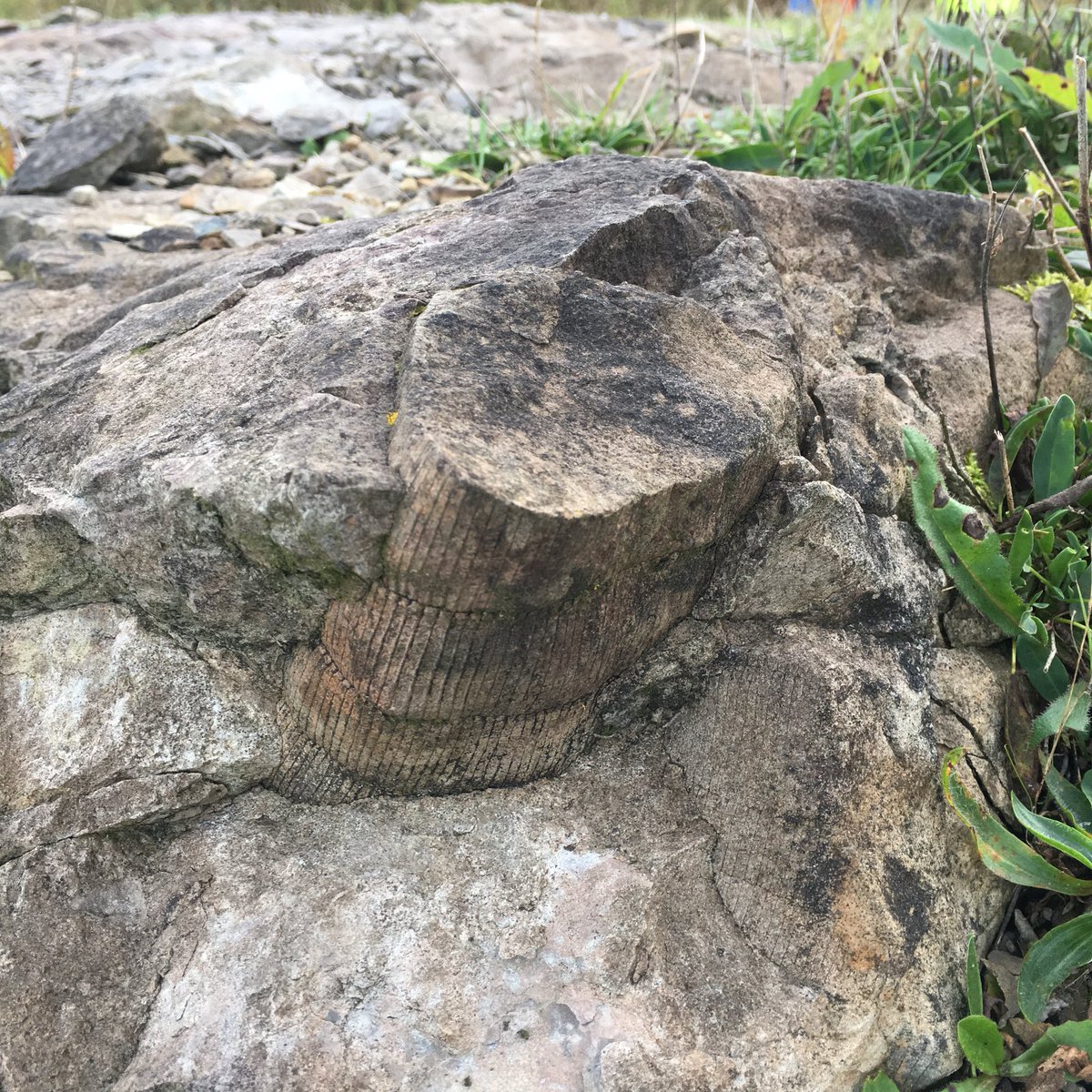 PhileousFudge's tweet photo. @cys_support fossil hunting in Brymbo https://t.co/NOQSSddsUK