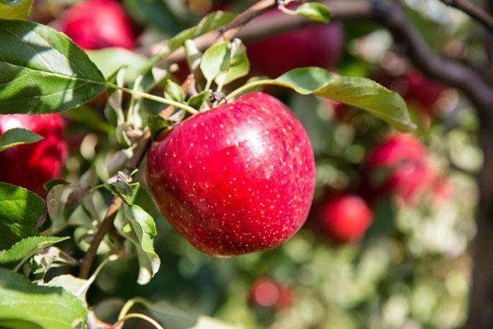 FruitPortal's tweet photo. Honeybear Brands prepares biggest #Pazazz apple launch in North American retail https://t.co/hV1kszQtNA @HoneybearBrands #PMAFreshSummit2017 https://t.co/CYSCZGClWt