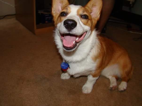 KingCrowStudios's tweet photo. We're taking a trip back to the past this week to share a picture of baby Toki. Such a cute young corg! #TokiTuesday #ThrowbackToki https://t.co/84piE658ul