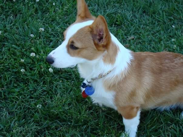KingCrowStudios's tweet photo. We're taking a trip back to the past this week to share a picture of baby Toki. Such a cute young corg! #TokiTuesday #ThrowbackToki https://t.co/84piE658ul