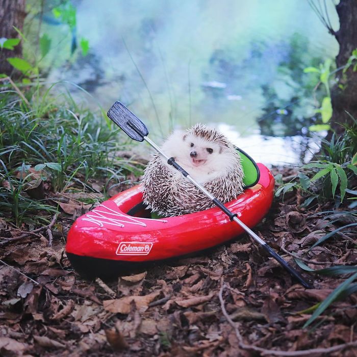 GratitudeDNA's tweet photo. เฮดจ์ฮอก (hedgehog) ชื่อ Azuki ในญี่ปุ่นตัวนี้มีอุปกรณ์การแค้มปิ้งมากกว่าหลายๆคน
😂 
Azuki, the tiny camping hedgehog.

ที่มา: hedgehog_azuki https://t.co/kfcs6GC6nC