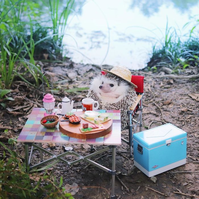 GratitudeDNA's tweet photo. เฮดจ์ฮอก (hedgehog) ชื่อ Azuki ในญี่ปุ่นตัวนี้มีอุปกรณ์การแค้มปิ้งมากกว่าหลายๆคน
😂 
Azuki, the tiny camping hedgehog.

ที่มา: hedgehog_azuki https://t.co/kfcs6GC6nC