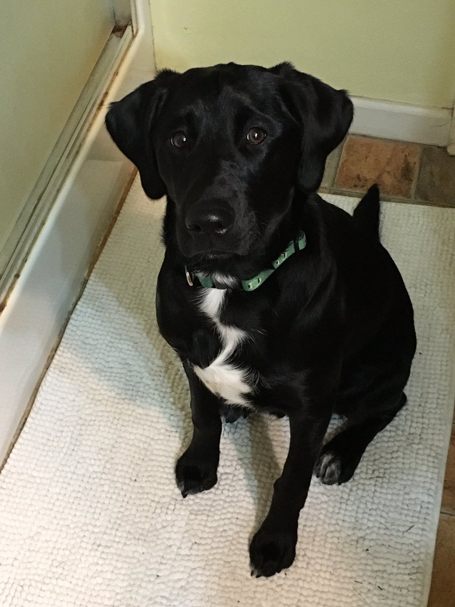 TheDirtJohnson's tweet photo. Keep this little guy in your thoughts today. He's getting his balls cutoff. #ByeByeBalls #PoorBubba https://t.co/E98k4t3yVx