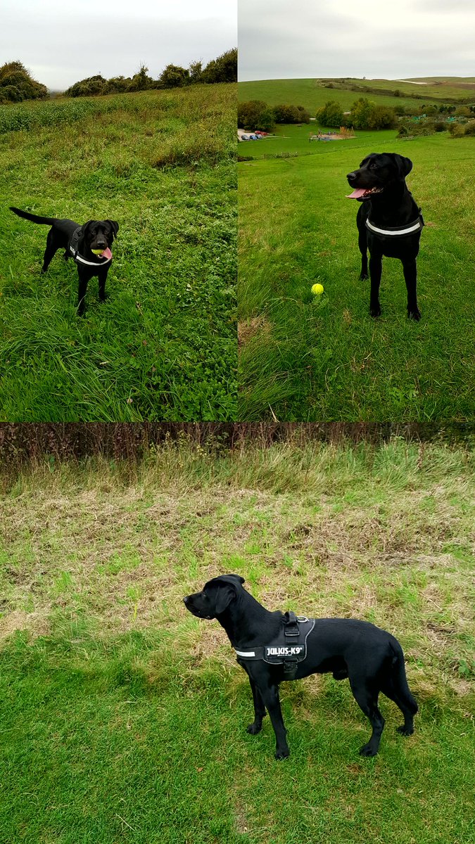 BlazeTheLab1's tweet photo. Blaze On His Walk Up The Downs Today 😊🐶

#BlackLab #Thedowns #Fetch 🐶🐾🐶🐾 https://t.co/tEZWXOl3oK