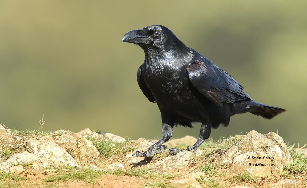 DEAN EADES WILDLIFE PHOTOGRAPHY tweet media