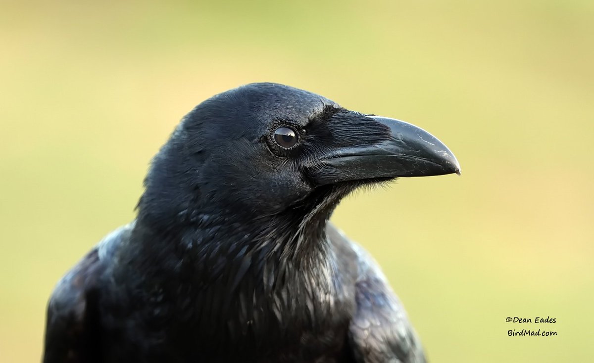 DEAN EADES WILDLIFE PHOTOGRAPHY tweet media