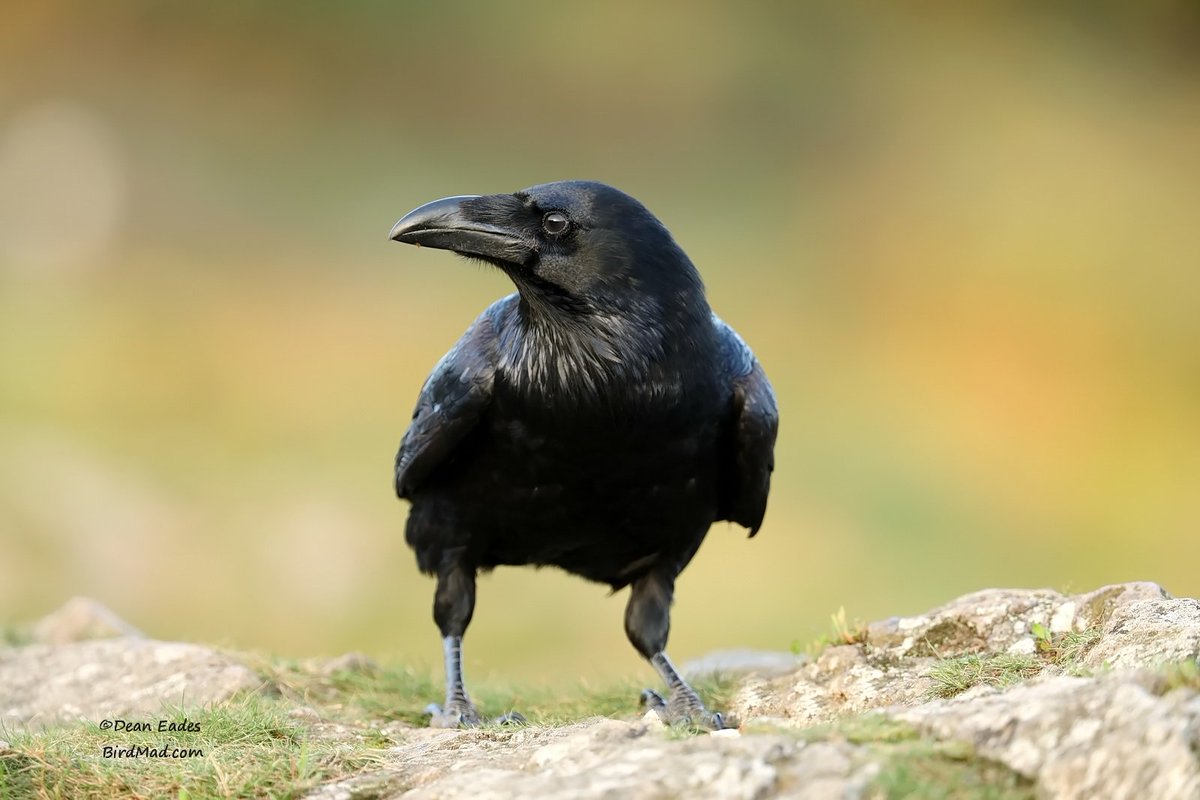 DEAN EADES WILDLIFE PHOTOGRAPHY tweet media