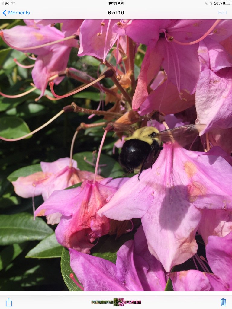My fave shot of the summer . Caught a Bumble on final approach. Check shadow. #yeg #yvr your fave?