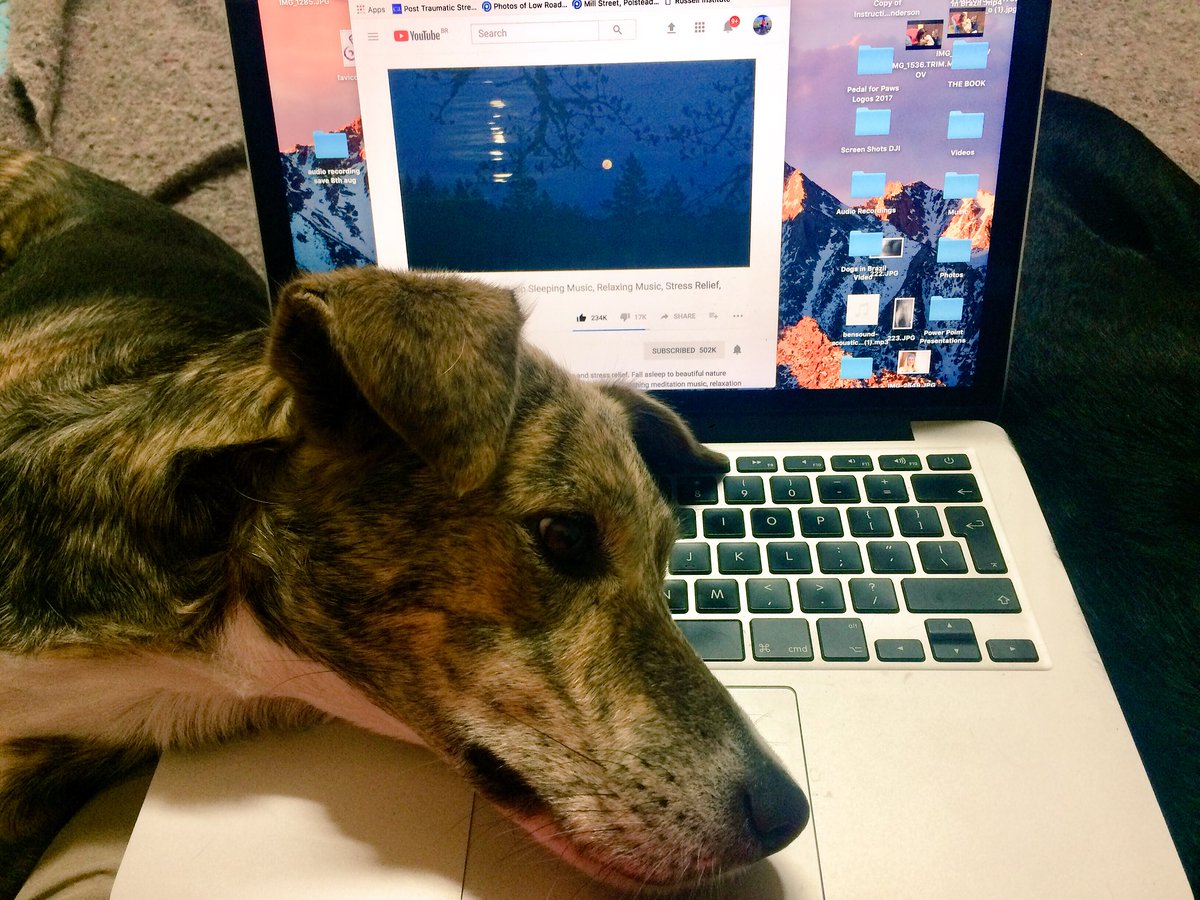 WorldBikeGirl's tweet photo. Who else has this problem when they’re trying to work? #dogsoftwitter #dogs https://t.co/UDs3IOSX2F