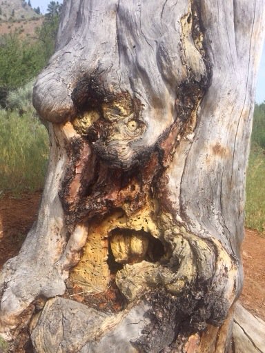 The many faces of #Canada150. Bottom of a Tree on a #KVR trail run near #Penticton. #yvr #yeg #ylw #yyf