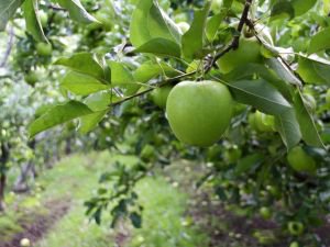 MelissasProduce's tweet image. 10 Ways to Enjoy Fall Apples &amp;gt;&amp;gt; buff.ly/2xLX1jr  #producetips #recipes