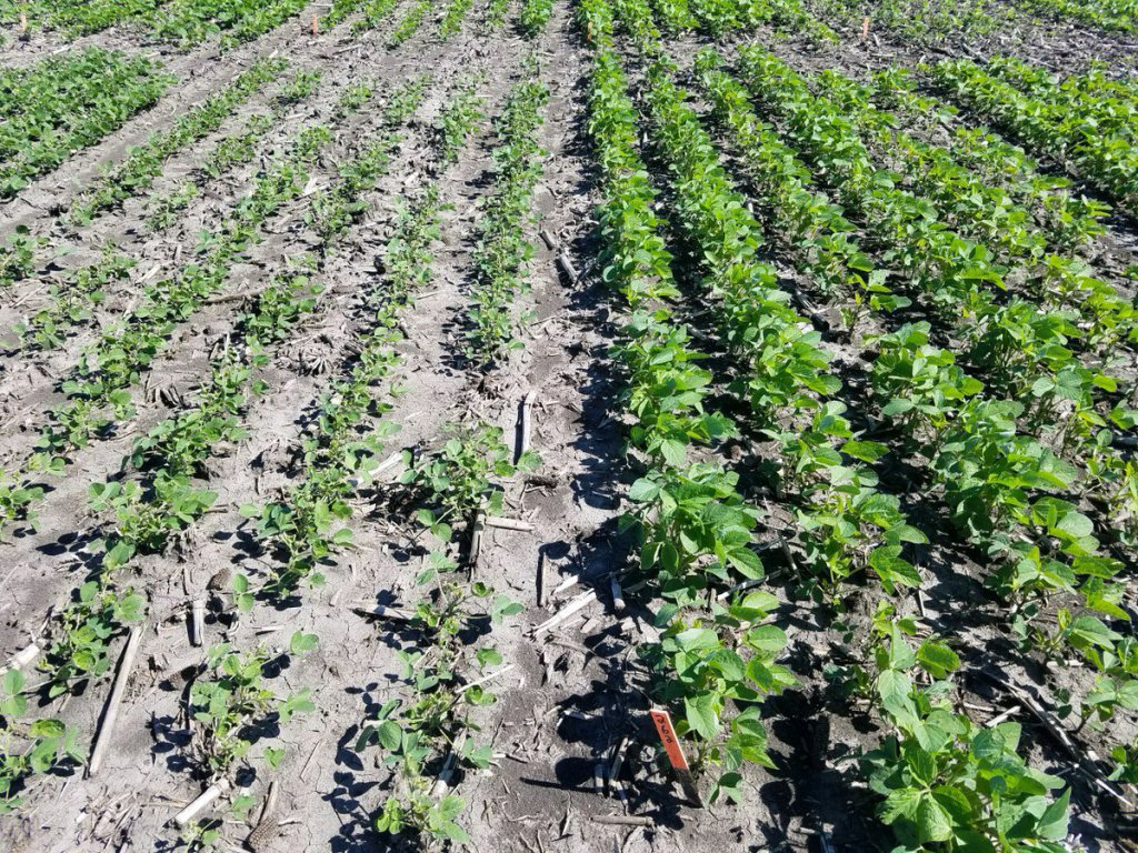 US EPA Places Dicamba On Restricted Use List badgerbean.com/resources/us-e…