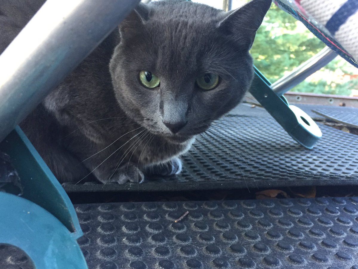 floofontheroof's tweet photo. Best part of the roof is definitely my fort. No hoomans allowed. Oh, you brought food?   #fatcat #outdoorlife #CatsOfTwitter https://t.co/UhdU5jQz6Y