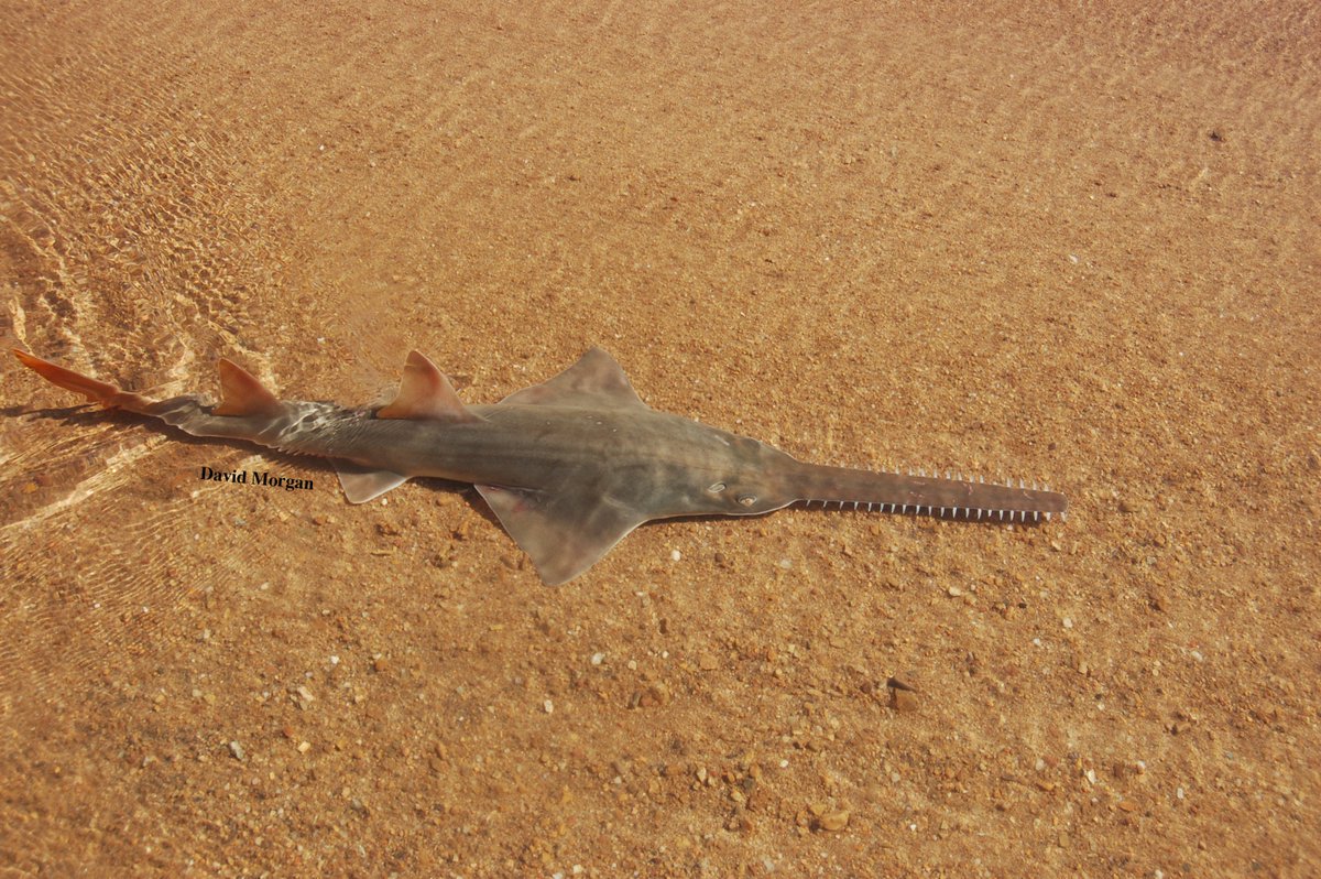 Did you know #sawfish are the most endangered of all sharks and rays? Celebrate #Intlsawfishday to raise awareness for these amazing rays