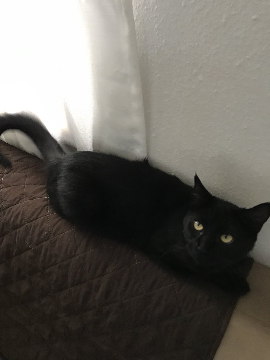 BYouTfulBoulder's tweet image. Back to my regularly scheduled night: tacos, teasing my girls and tickling my #kittehsofinstagram