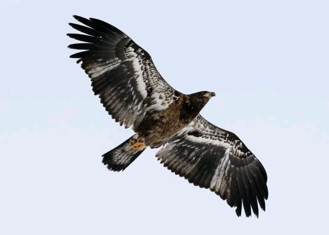 Vermont sees modern-day record for bald eagle reproduction bit.ly/2xHFR6O