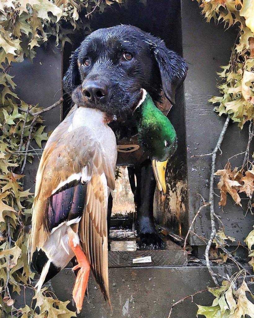 TonyVandemore's tweet photo. Flawless. 🌬
#TakeEmTuesday #Ki #Duck17Countdown https://t.co/lNzlXiFdH0 https://t.co/mdrfbW4CJd