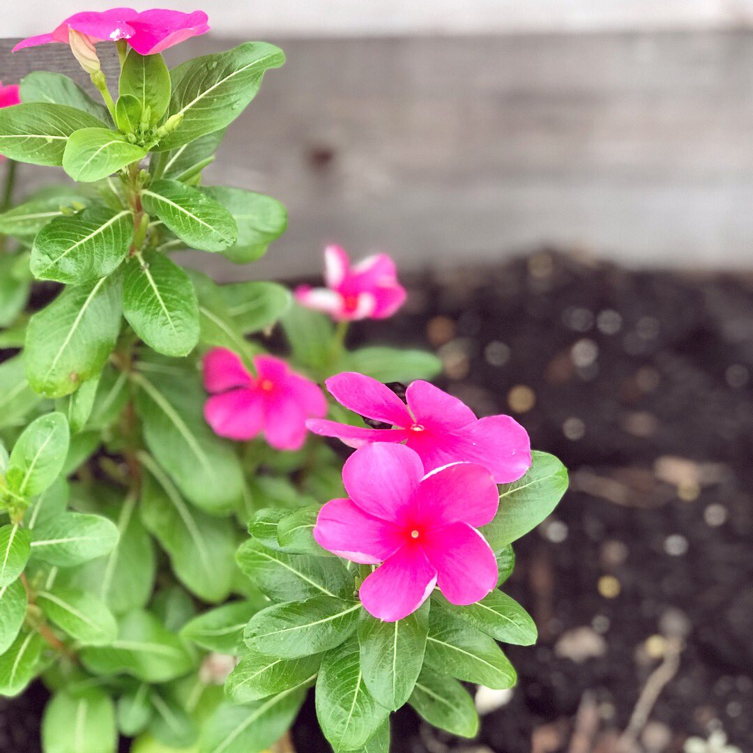 AdneyDavis's tweet photo. Macho is loving our new patio...mainly for the new lizards he gets to chase!😆🐾🦎 Flowers &amp; tomatoes coming!🌸🍅
#patio #morkie #thelittlethings https://t.co/Y2jSlbCRbU