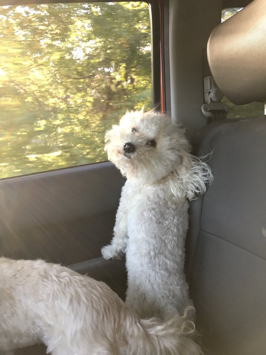 naysabemies's tweet photo. I asked pica how she was liking that window breeze 🌞 https://t.co/Un7dBDCFrE