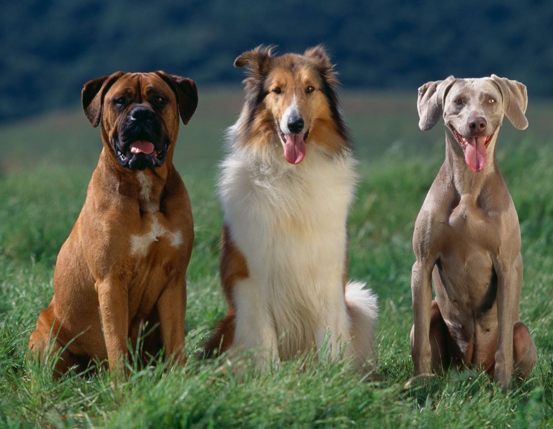 wafcol's tweet photo. Here you go, three tongues for the price of one on this tongue out Tuesday! You're welcome you lovely lot 🐶🐶 🐶  #Wafcol #WafcolDogs https://t.co/cTBb0StB16