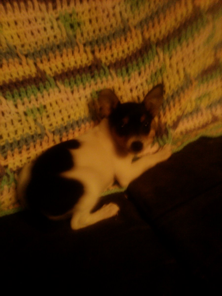 nenagilbert2's tweet photo. I have toy fox terrier puppies ready now in missouri https://t.co/DmXffIdOIE
