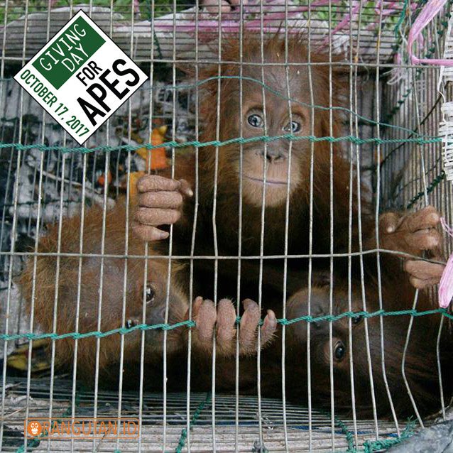 annabelflo's tweet photo. The Illegal trade in critically endangered wildlife MUST BE STOPPED or else these animals will only be found in captivity #Orangutans #SAD 😢 https://t.co/d0lkSRRY2f