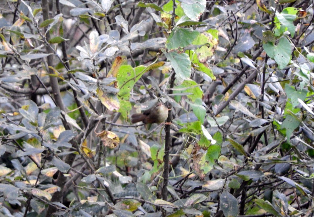 GlosterBirder's tweet photo. Pretty good day on #Scilly, a few pics, #birdoftheday #worstpic Radde's Warbler, American Golden Plover, Black Redstart & Migrant Hawker https://t.co/De9PL0rLSL