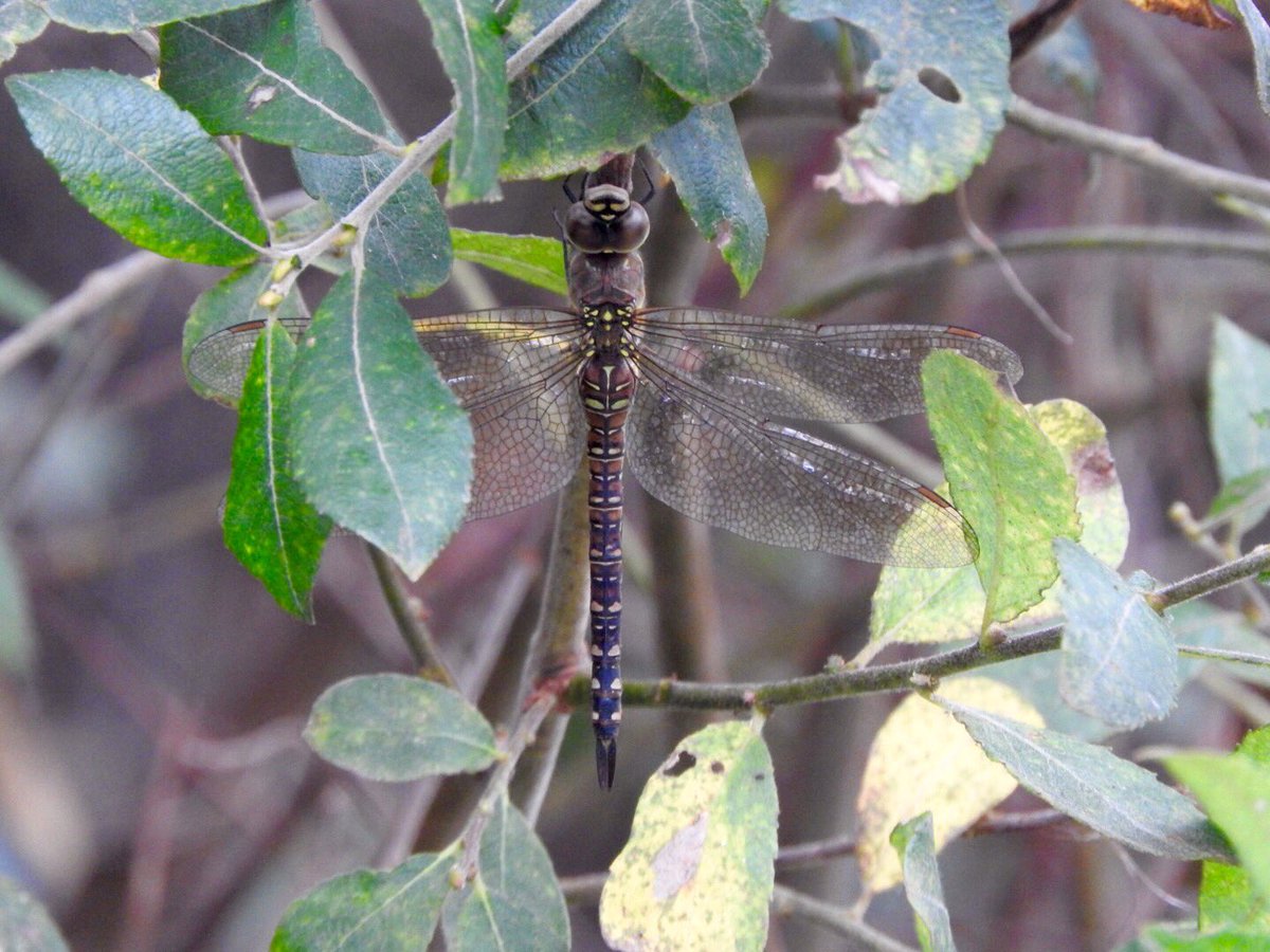 GlosterBirder's tweet photo. Pretty good day on #Scilly, a few pics, #birdoftheday #worstpic Radde's Warbler, American Golden Plover, Black Redstart & Migrant Hawker https://t.co/De9PL0rLSL
