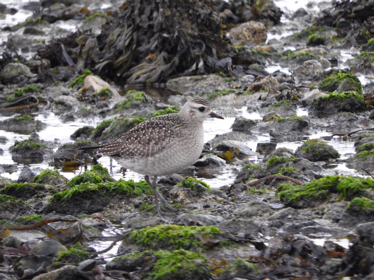 GlosterBirder's tweet photo. Pretty good day on #Scilly, a few pics, #birdoftheday #worstpic Radde's Warbler, American Golden Plover, Black Redstart & Migrant Hawker https://t.co/De9PL0rLSL